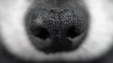 A close-up of a nose, suggesting a bad odor