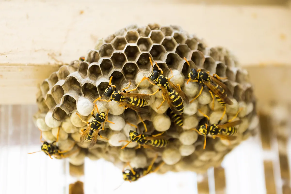 A paper wasp nest under a roof eave