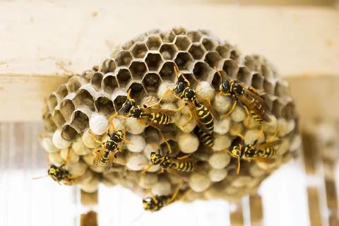 A paper wasp nest under a roof eave