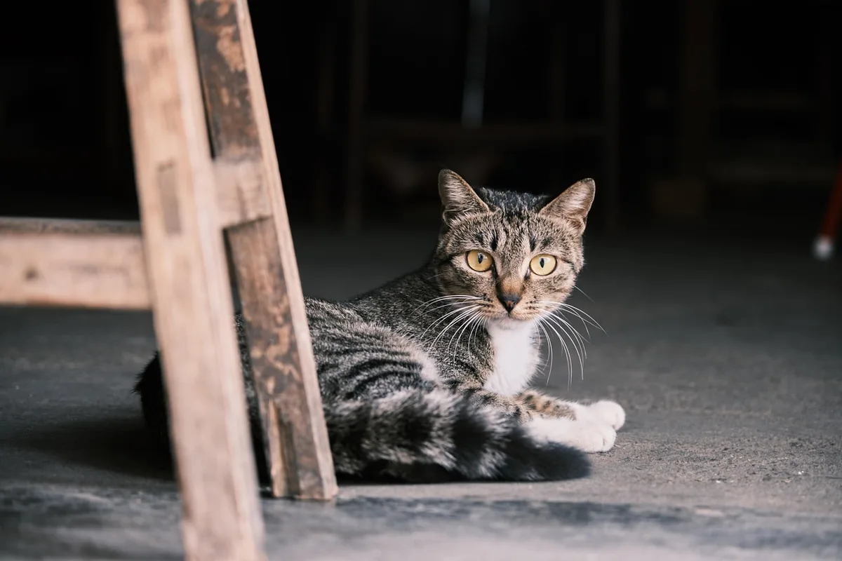 A house cat watching alertly indoors