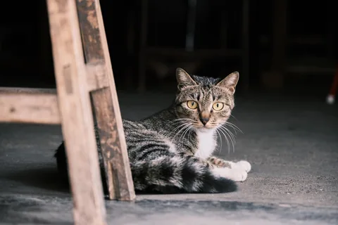 A house cat watching alertly indoors