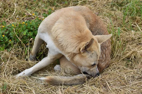 A dog scratching itself outdoors