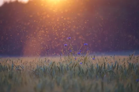 A field at dusk where insects swarm
