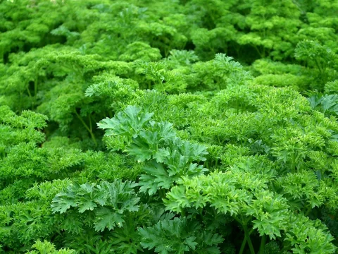 Leafy green vegetables growing in a garden