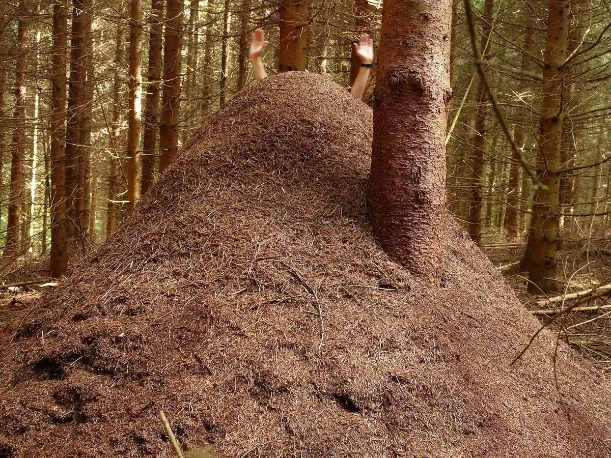 An anthill in garden soil