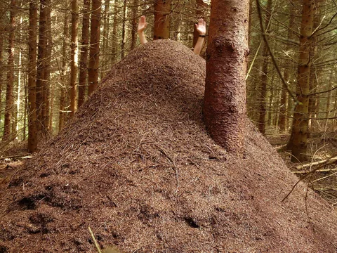 An anthill in garden soil
