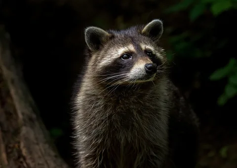 A raccoon on a rooftop