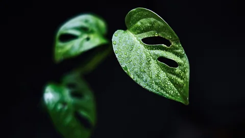 Close-up of houseplant leaves