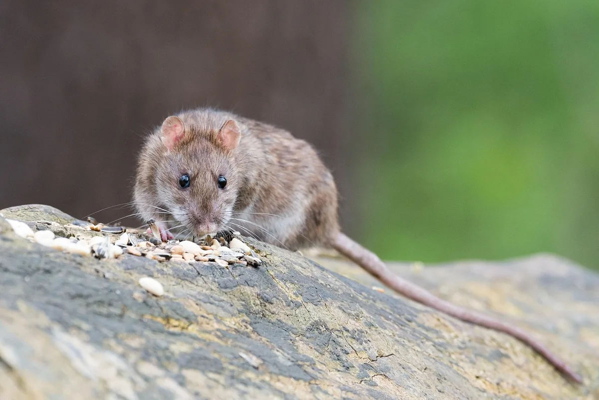 A brown rodent on the ground