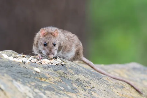 A brown rodent on the ground