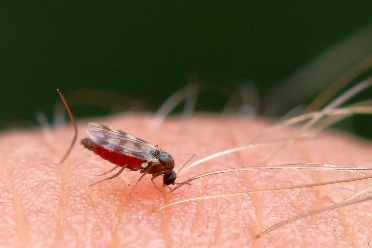 A mosquito biting human skin
