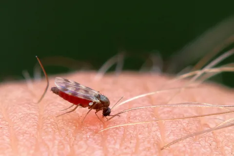A mosquito biting human skin