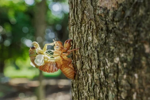 A beetle on a leaf in close-up