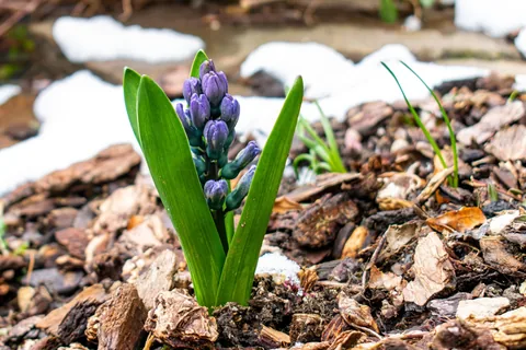 Wood mulch spread in a garden bed