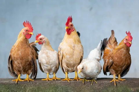 Backyard chickens in a coop