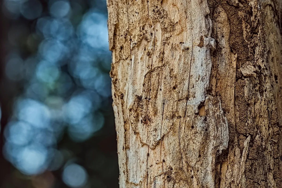 Wood showing damage from pests