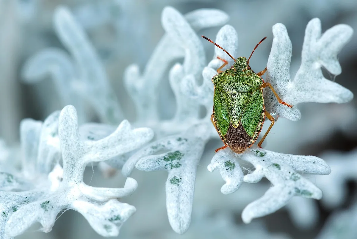 A stink bug in close-up