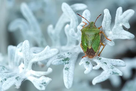 A stink bug in close-up