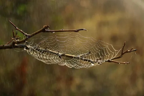 A house spider on its web in a corner