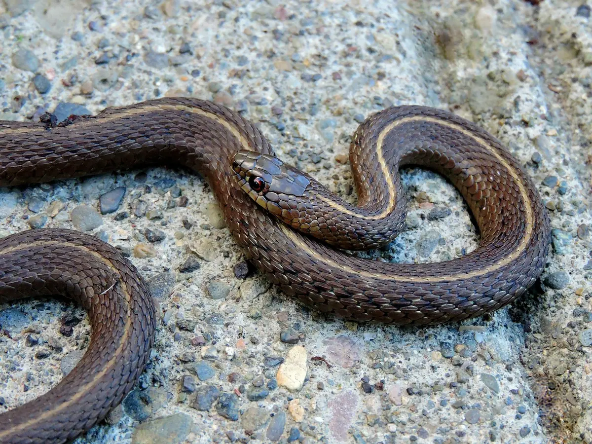 A small snake on the ground