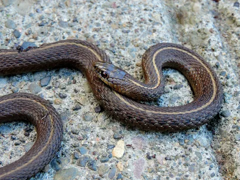 A small snake on the ground