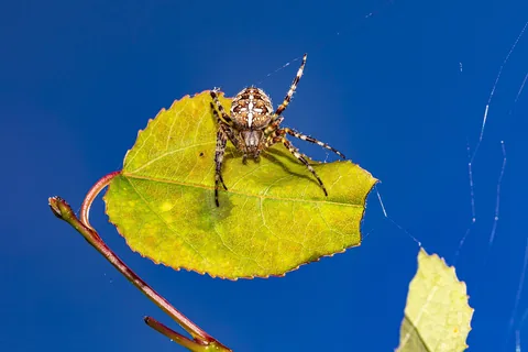 An orb-weaver spider on its web
