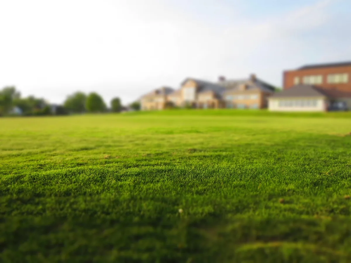 A green backyard lawn in summer