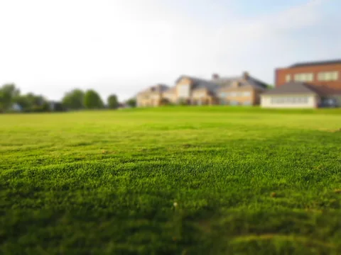 A green backyard lawn in summer