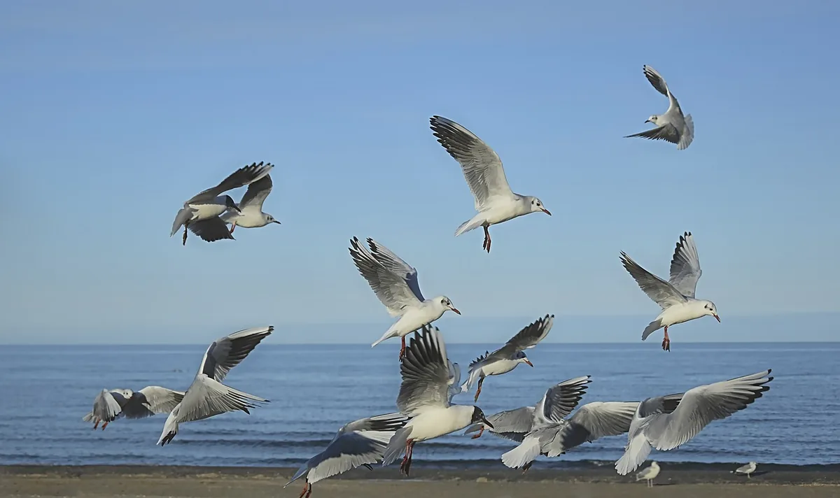Winged insects swarming in flight