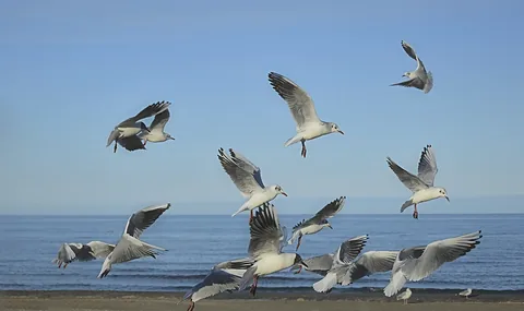 Winged insects swarming in flight