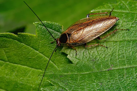 A cockroach on a green leaf in close-up
