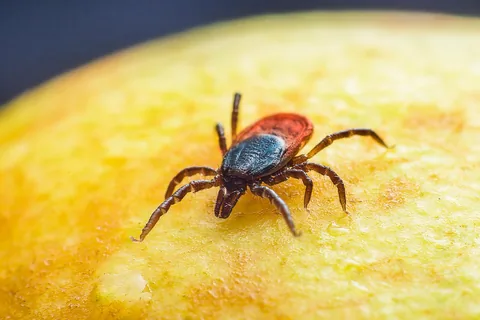 A tick on human skin in close-up