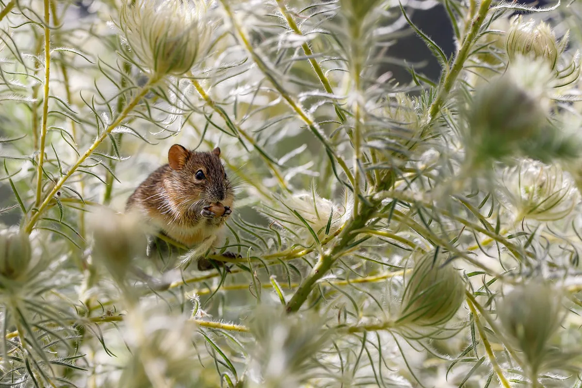 A wild deer mouse outdoors
