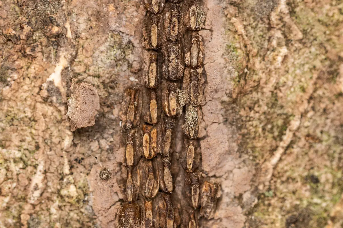 Columns of spotted lanternfly eggs on tree bark, the mud-like covering worn away