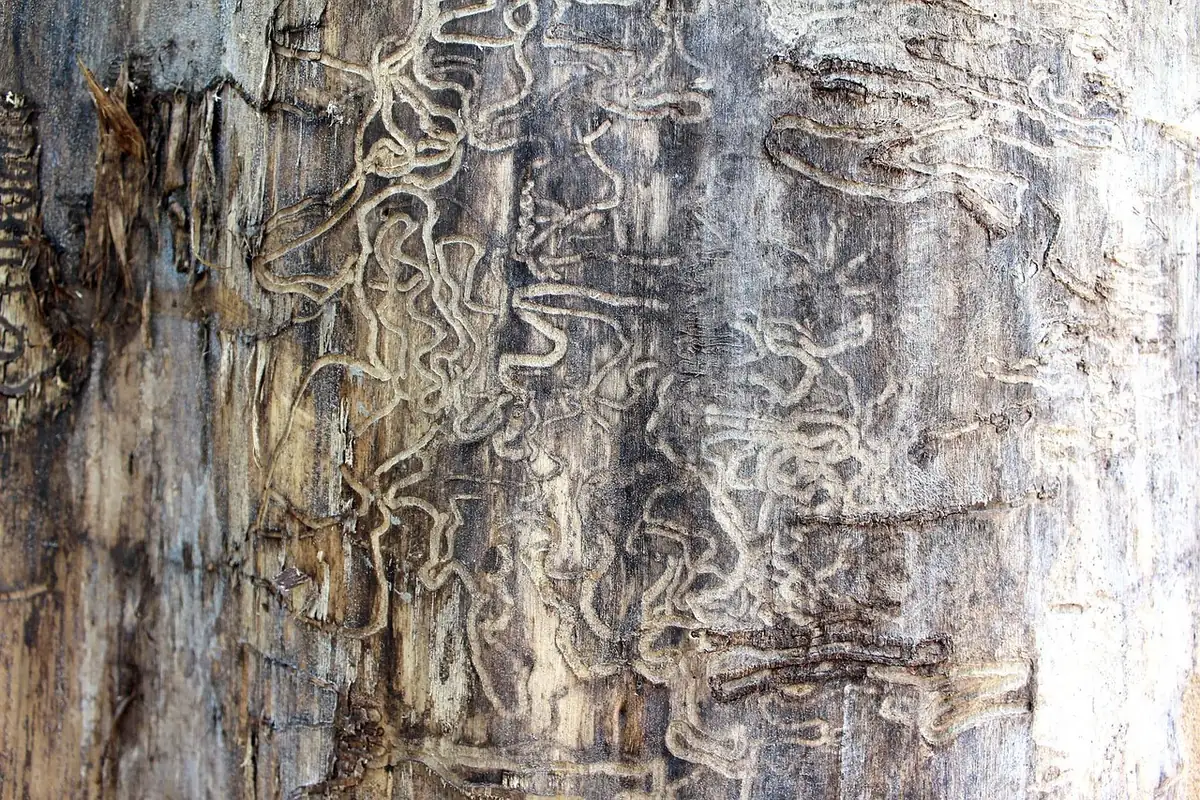 Wooden beam showing termite damage