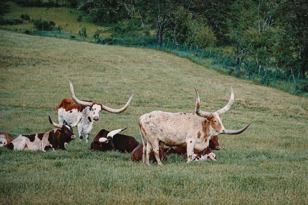 Longhorn cattle resting in a grassy pasture