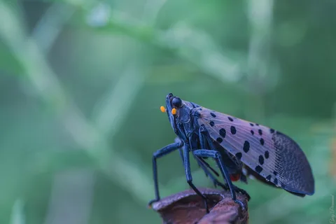 A spotted lanternfly nymph on a leaf