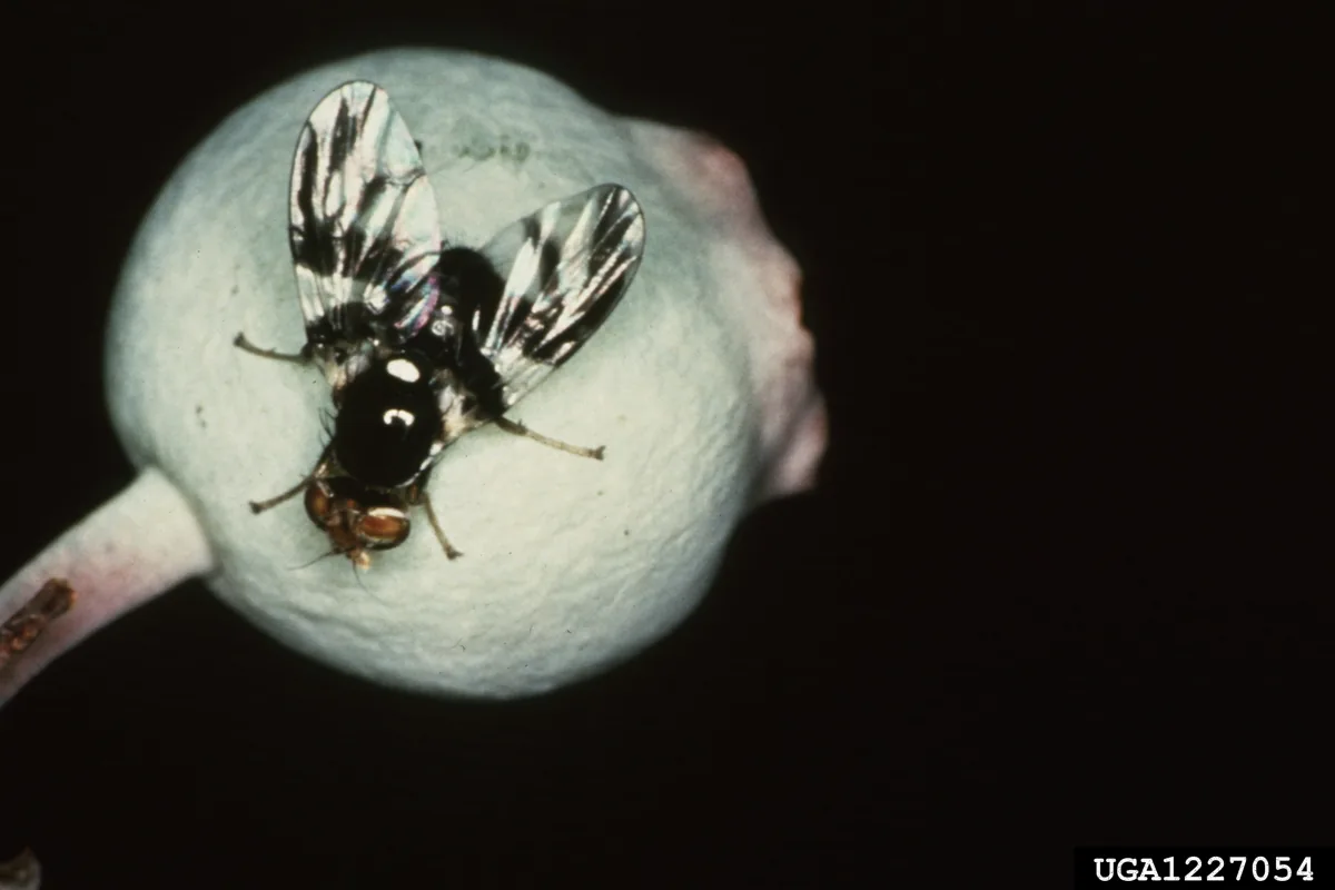 Blueberry maggot fly with dark-banded wings resting on a berry