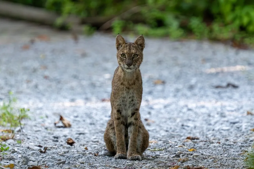 Bobcat sitting upright on a gravel path, showing tawny fur with dark spots and leg bars, a pale chest and pointed ears