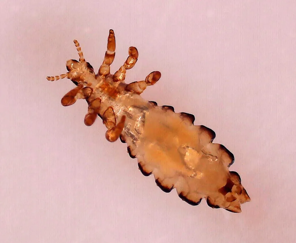 Adult human body louse, a flat, elongated tan insect with six clawed legs, photographed from above on a pale pink background