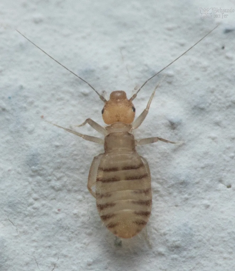Booklouse, a tiny pale tan, soft-bodied wingless insect with long thin antennae, on a white surface