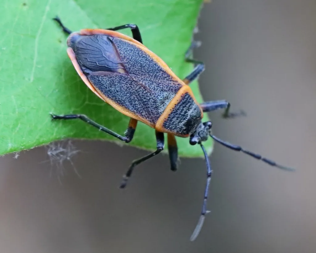 Adult bordered plant bug on a green leaf, a flattened oval dark gray bug edged in orange with long dark legs and antennae