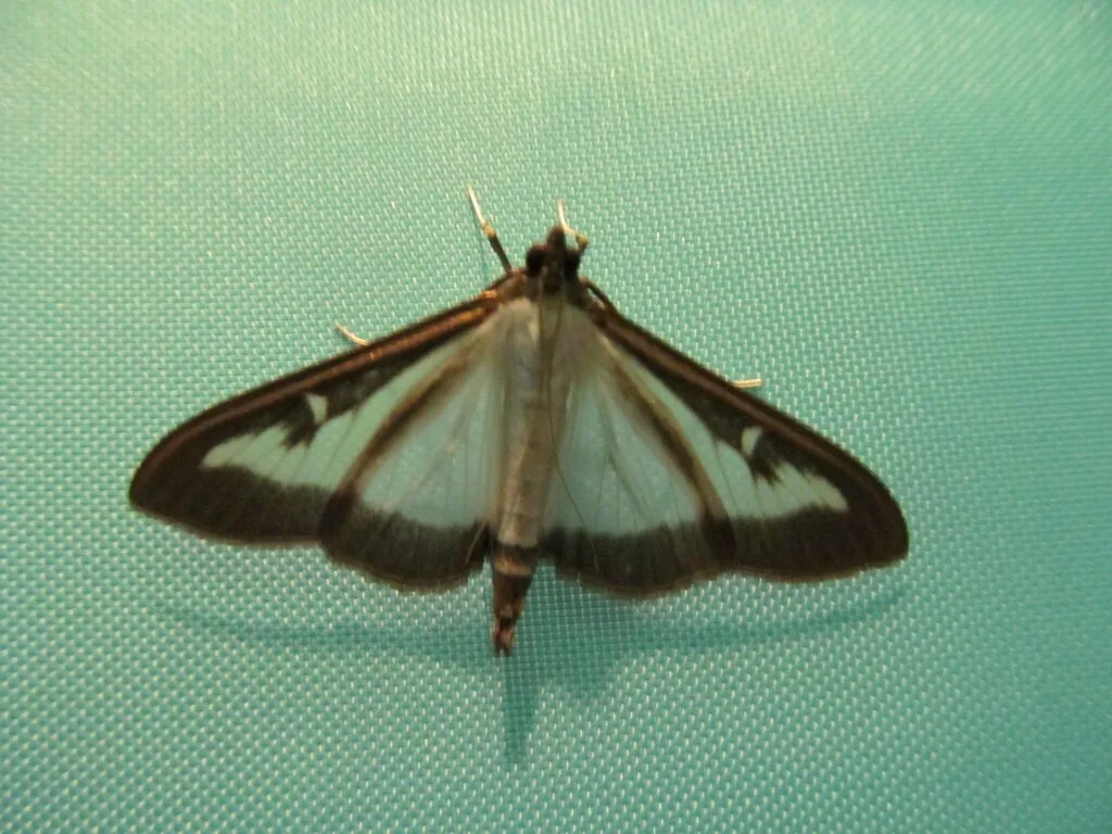 Light-form box tree moth with white wings edged by a thick brown border, resting on a teal surface