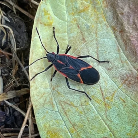 Adult boxelder bug, black with red-orange lines, on a leaf