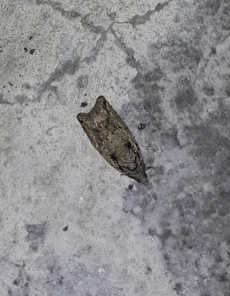 Boxelder twig borer moth, a small mottled gray moth, on pavement