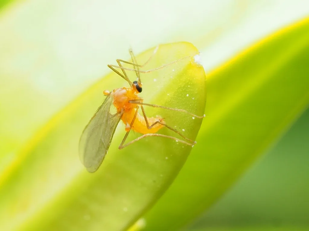 Adult boxwood leafminer, a delicate orange mosquitolike gall midge with clear wings, on a leaf