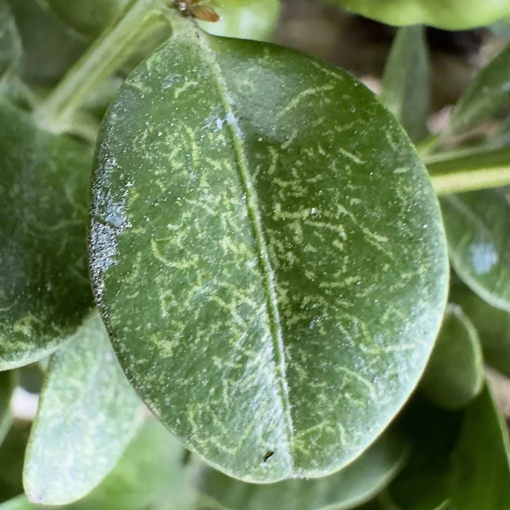 Boxwood leaf with pale scratch-like lines from boxwood mite feeding