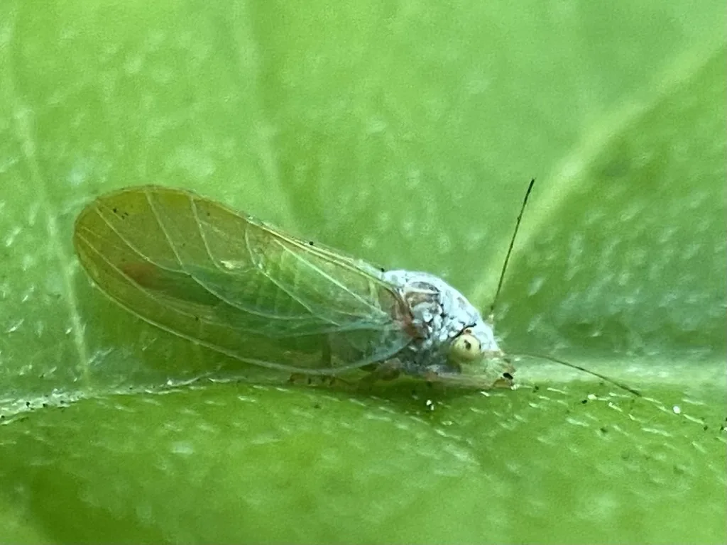 Boxwood psyllid adult, a tiny light green insect with clear wings, on a leaf