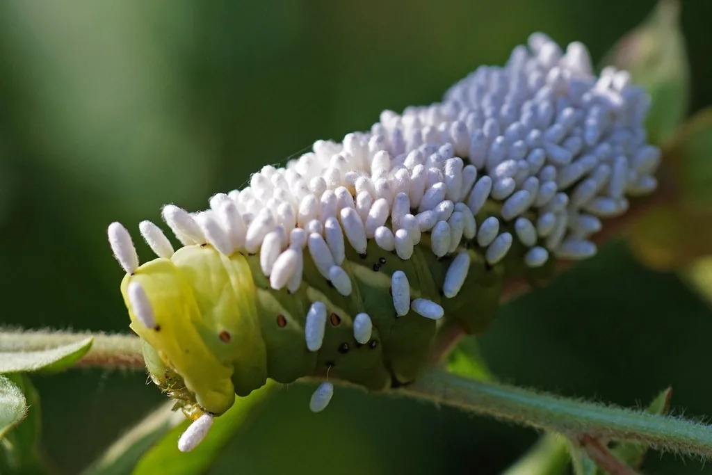 Hornworm caterpillar covered in dozens of white, rice-like braconid wasp cocoons on a plant stem