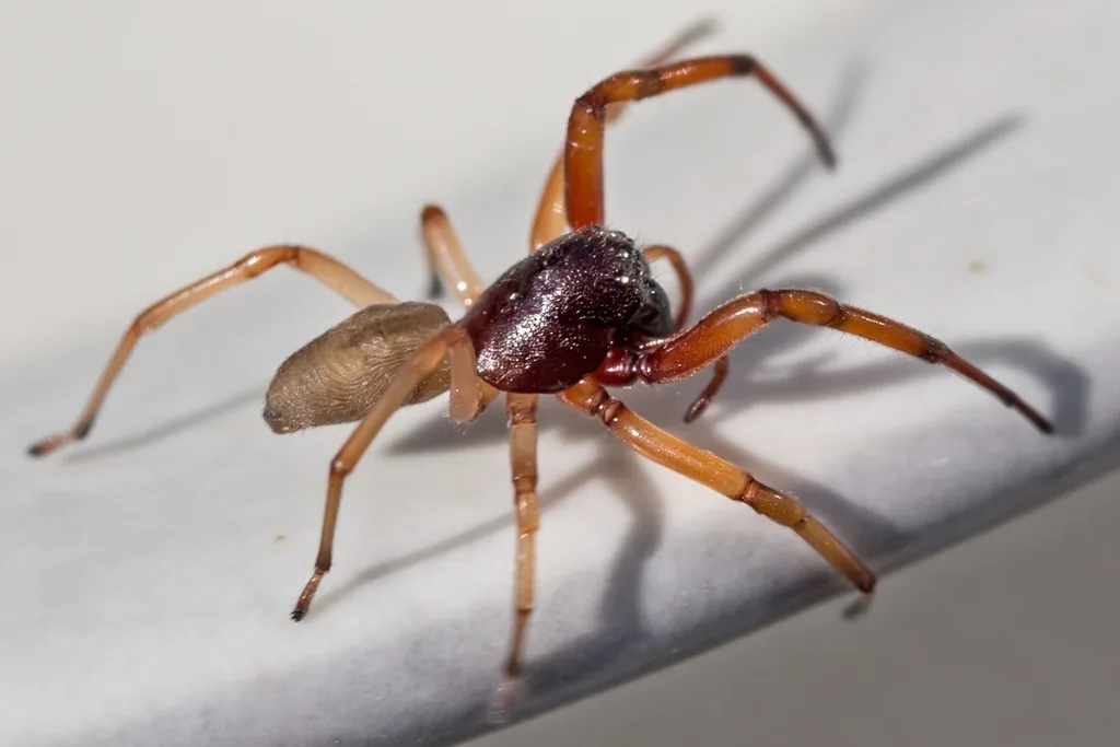 Broad-faced sac spider with a shiny reddish-brown front body, darker front legs and a pale abdomen